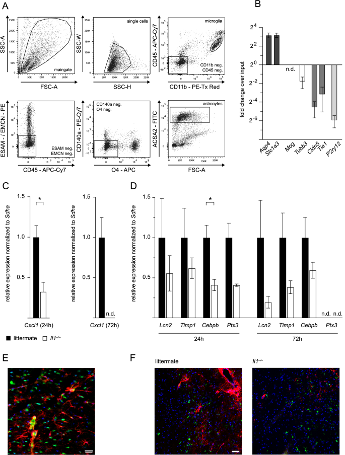 Interleukin-1 Mediates Ischemic Brain Injury via Induction of IL-17A in γδ  T Cells and CXCL1 in Astrocytes | SpringerLink