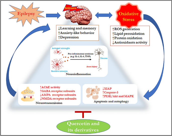 Therapeutic Potential of Quercetin and its Derivatives in Epilepsy:  Evidence from Preclinical Studies | NeuroMolecular Medicine | Springer  Nature Link