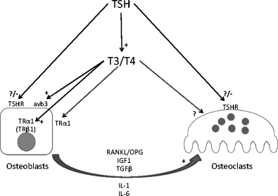 Skeletal Effects Of Thyroid Hormones Springerlink