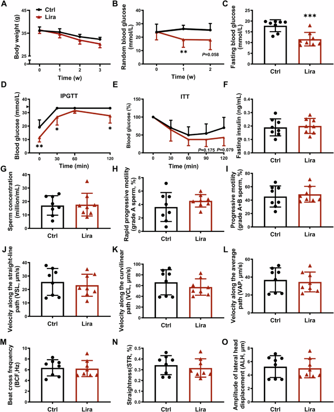 does semaglutide affect sperm GLP-1 receptor agonists show no detrimental effect on sperm quality in  mouse models and cell lines | Endocrine