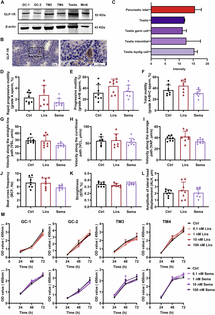 glp 1 male fertility GLP-1 receptor agonists show no detrimental effect on sperm quality in  mouse models and cell lines | Endocrine