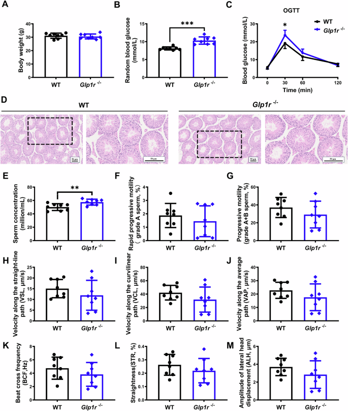 GLP-1 receptor agonists show no detrimental effect on sperm quality in  mouse models and cell lines | Endocrine