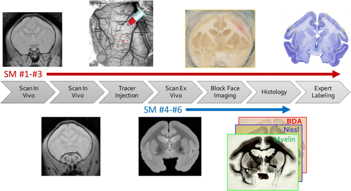 A Web-Based Atlas Combining MRI and Histology of the Squirrel ...