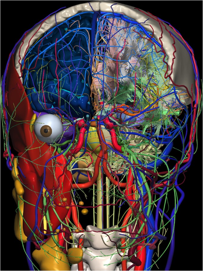 BigBrain: An Ultrahigh-Resolution 3D Human Brain Model