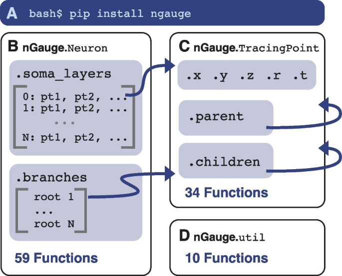 Ngauge Integrated And Extensible Neuron Morphology Analysis In Python Springerlink
