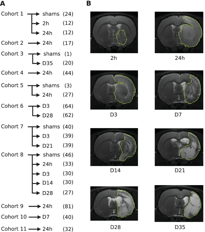 Frontiers  Automated Skull Stripping in Mouse Functional Magnetic  Resonance Imaging Analysis Using 3D U-Net