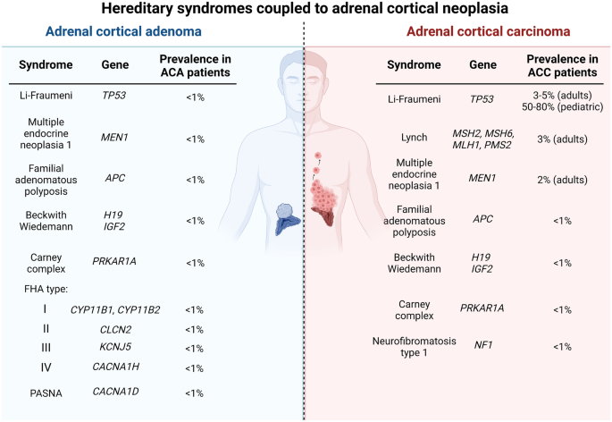 Overview of the 2022 WHO Classification of Adrenal Cortical Tumors |  SpringerLink