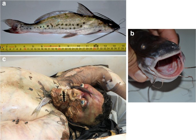 Cadaveric Ichthyofauna Of The Madeira River In The Amazon Basin The Myth Of Man Eating Piranhas Springerlink