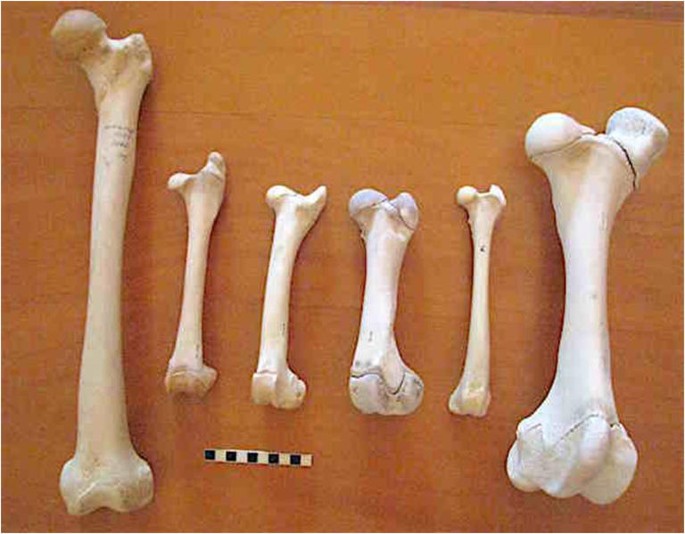 dog bones for humans