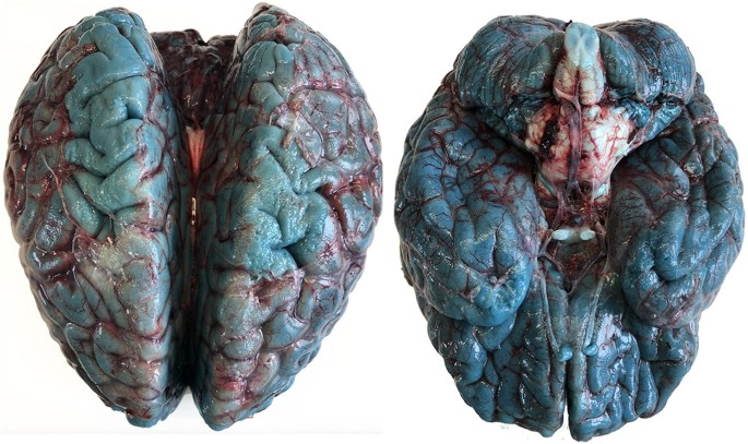 How Does Methylene Blue Affect The Brain?