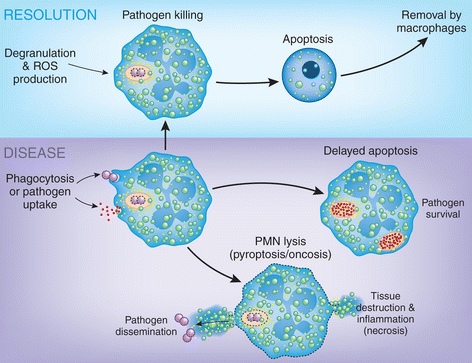Neutrophil Apoptosis And The Resolution Of Infection Springerlink