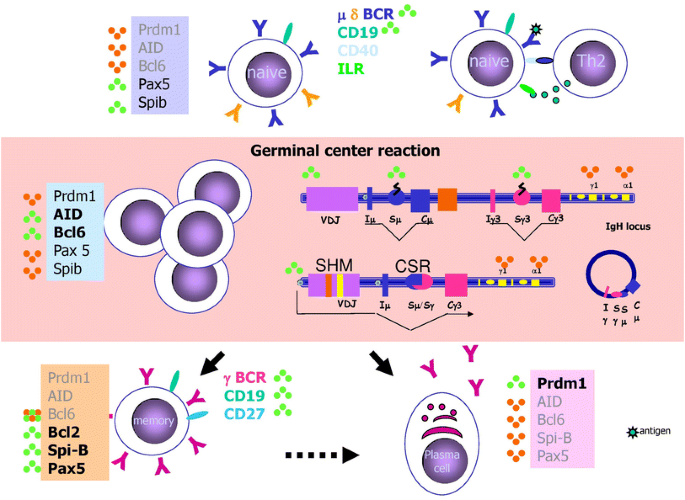 Epigenetic control of the immune system: a lesson from  