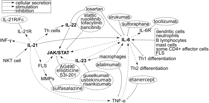 Effect Of Interleukin 6 17 21 22 And 23 And Stat3 On Signal Transduction Pathways And Their Inhibition In Autoimmune Arthritis Springerlink Effect Of Interleukin 6 17 21 22 And 23 And Stat3 On Signal Transduction Pathways And Their Inhibition In Autoimmune Arthritis Springerlink