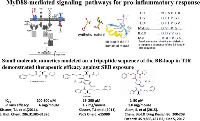 Myd And Beyond A Perspective On Myd Targeted Therapeutic Approach For Modulation Of Host Immunity Springerlink