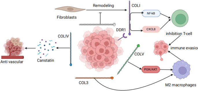 Collagen heterogeneity: a barrier and bridge driving tumor immune ...