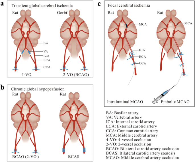 Rodent Models Of Vascular Cognitive Impairment Springerlink
