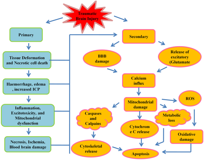 Traumatic Brain Injury Pathophysiology Diagram Traumatic Brain Injury Pathophysiology Diagram