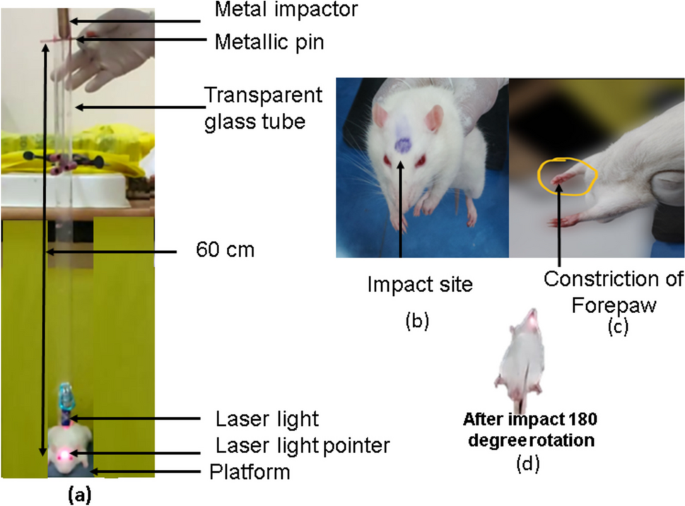 Whole-Blood Metabolomics of a Rat Model of Repetitive Concussion 