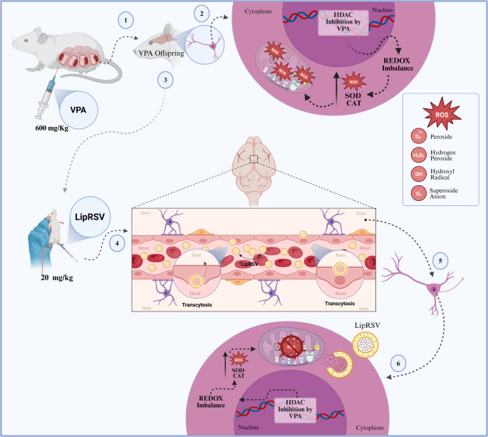 glutathione and high blood pressure Is Safe for Pressure? Exploring the Antioxidant's Role PEGylated Liposomal Resveratrol Induces Region-Specific