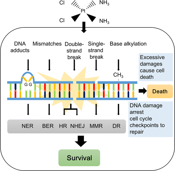 DNA repair systems