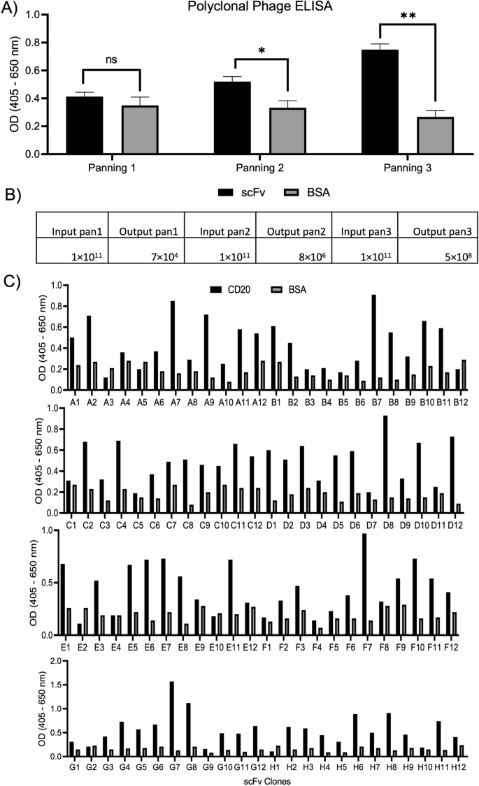 Generation and functional characterization of a single-chain variable  fragment (scFv) of the anti-FGF2 3F12E7 monoclonal antibody