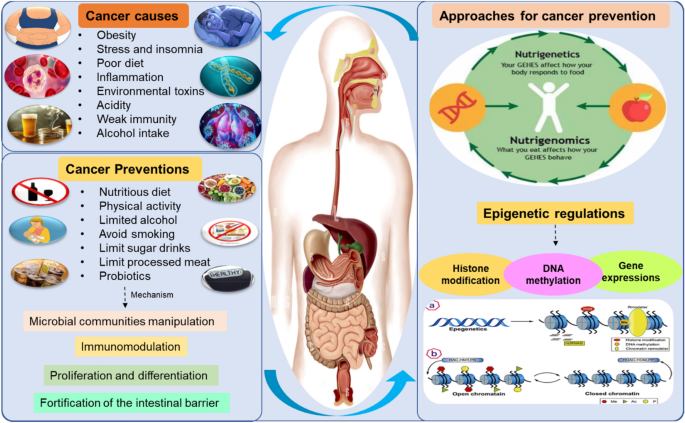 The role of nutrition in harnessing the immune system: a potential approach to prevent cancer | SpringerLink