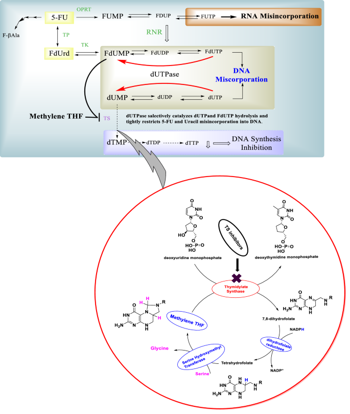 Capecitabine, DNA/RNA Synthesis Inhibitor