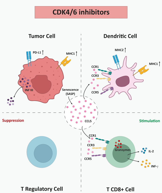 The landscape of cyclin-dependent kinase 4/6 inhibitors in solid ...