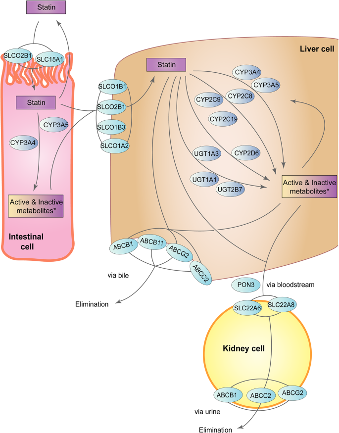 Statins in the context of precision cancer medicine: important factors ...