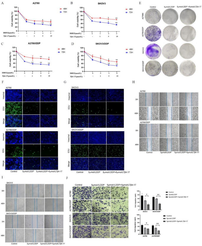 Tβ4–17 peptide enhances the chemo-sensitivity of ovarian cancer cells ...