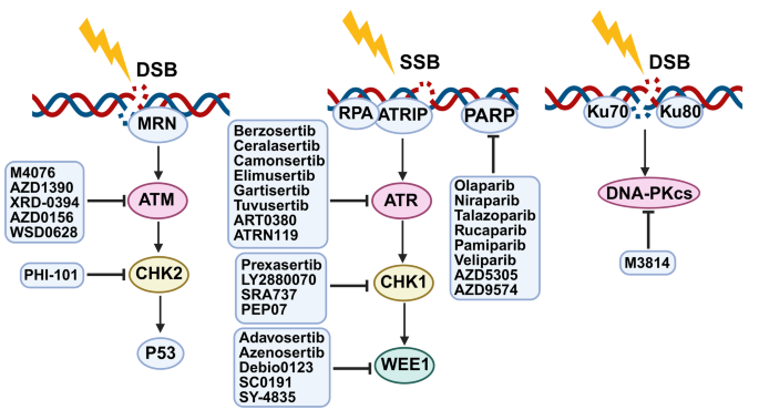 Targeting DNA damage response to enhance cancer immunotherapy efficacy ...