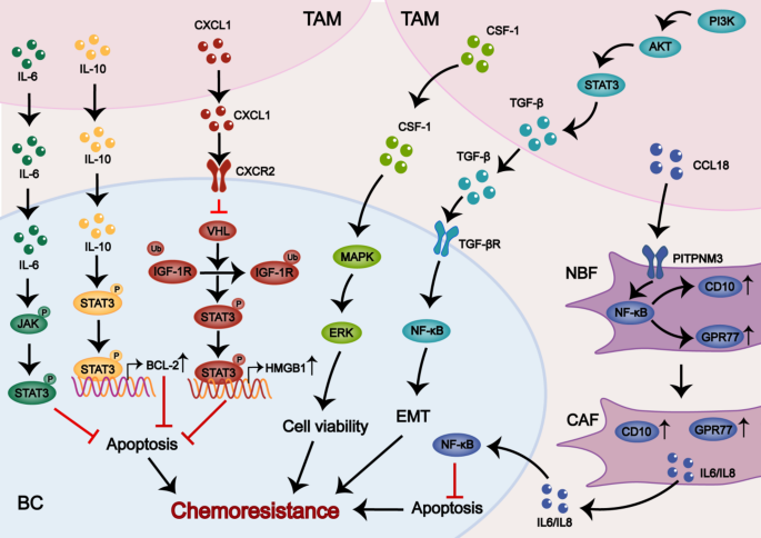 Macrophage-cancer cell crosstalk in breast cancer chemotherapy ...