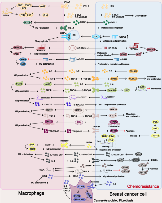 Macrophage-cancer cell crosstalk in breast cancer chemotherapy ...