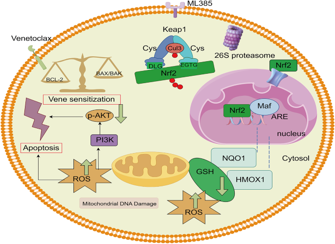 Venetoclax combined with ML385 overcomes chemotherapy resistance in ...