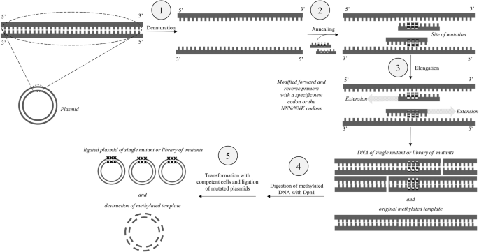 Tailoring Proteins to Re-Evolve Nature: A Short Review