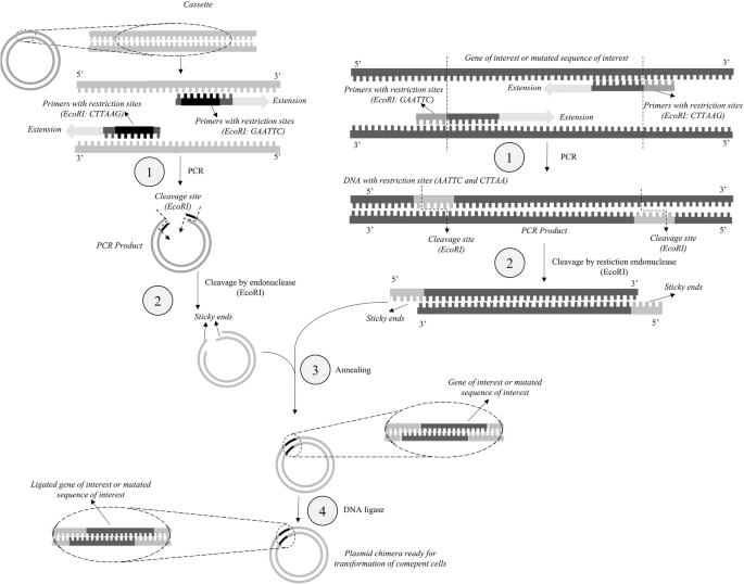 Tailoring Proteins to Re-Evolve Nature: A Short Review