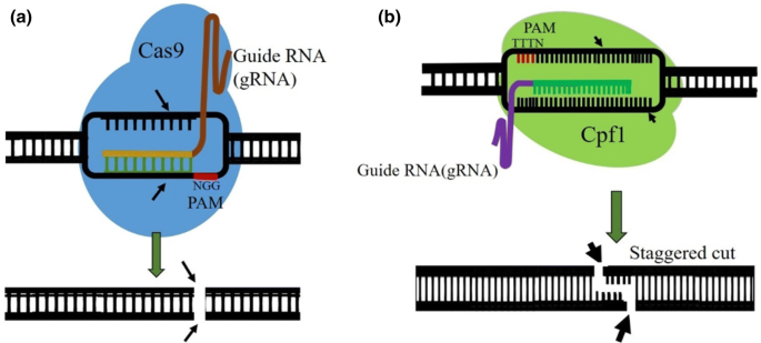 Crispr Cas9 System For Genome Engineering Of Photosynthetic Microalgae Springerlink Crispr Cas9 System For Genome Engineering Of Photosynthetic Microalgae Springerlink