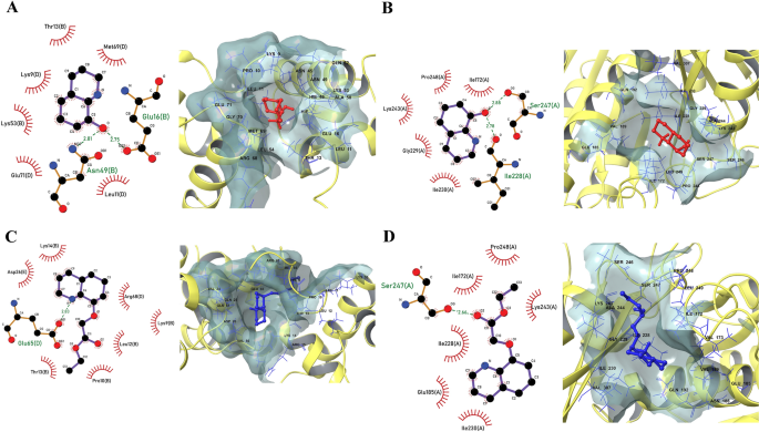 Investigating the Molecular Interactions of Quinoline Derivatives 
