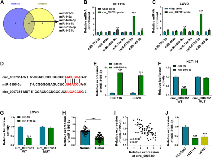Circ_0007351 Exerts an Oncogenic Role In Colorectal Cancer Depending on the Modulation of the miR-5195-3p/GPRC5A Cascade | Molecular Biotechnology circ-0007351-exerts-an-oncogenic-role-in-colorectal-cancer-depending-on-the-modulation-of-the-mir-5195-3p-gprc5a-cascade-molecular-biotechnology