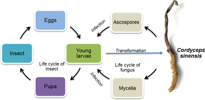 Conservation of Endangered Cordyceps sinensis Through Artificial Cultivation Strategies of C. militaris, an Alternate | Molecular Biotechnology | Springer Natur