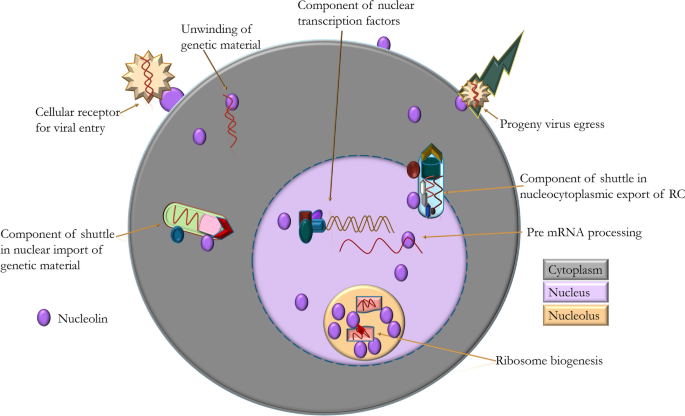 Nucleolin a Central Player in Host Virus Interactions and its Role in ...