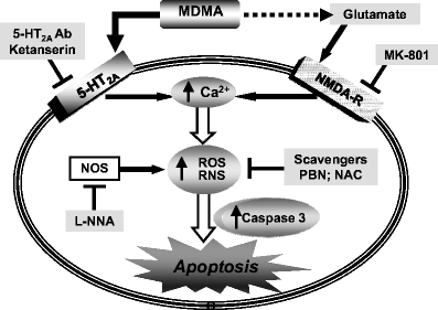 acetyl l carnitine mdma Molecular and Cellular Mechanisms of Ecstasy-Induced Neurotoxicity: An  Overview | Molecular Neurobiology