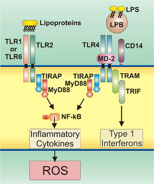 Role of the Toll Like Receptor (TLR) Radical Cycle in Chronic Inflammation:  Possible Treatments Targeting the TLR4 Pathway | SpringerLink