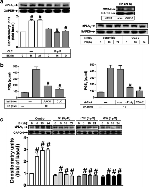 Bk Induces Cpla 2 Expression Via An Autocrine Loop Involving Cox 2 Derived Pge 2 In Rat Brain Astrocytes Springerlink