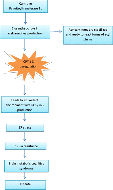 l carnitina contraindicaciones problemas Contraindicaciones de la L-Carnitina