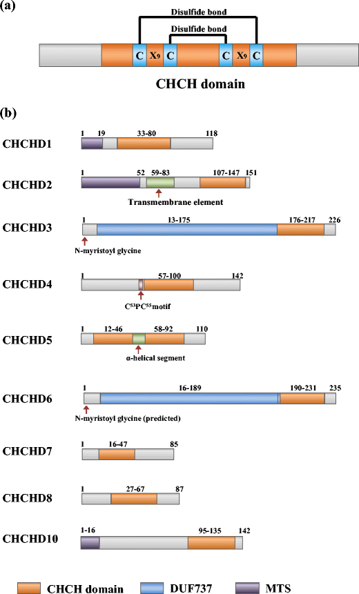 Mitochondrial CHCHD-Containing Proteins: Physiologic Functions and 