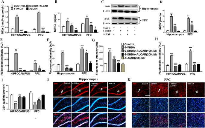 acetyl l carnitine and dopamine receptors Acetyl-l-Carnitine via Upegulating Dopamine D1 Receptor and Attenuating  Microglial Activation Prevents Neuronal Loss and Improves Memory Functions  in Parkinsonian Rats | Molecular Neurobiology