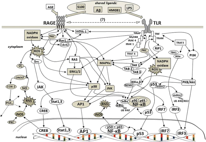 Rage Tlr Crosstalk Sustains Chronic Inflammation In Neurodegeneration Springerlink