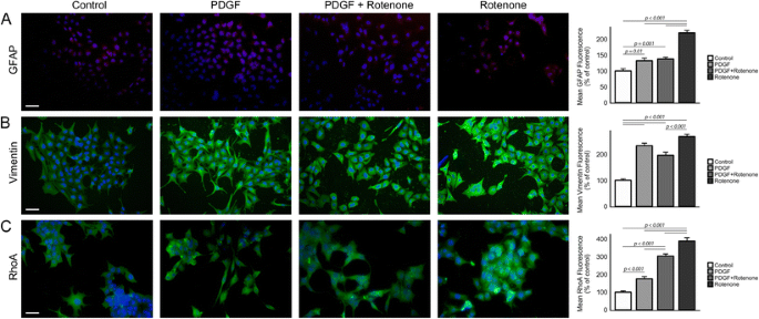 Pdgf Preserves Mitochondrial Morphology Attenuates Ros Production And Upregulates Neuroglobin In An Astrocytic Model Under Rotenone Insult Springerlink