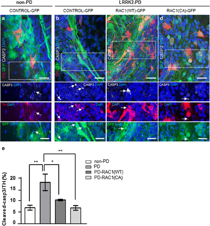 Rac1 Regulates Neuronal Polarization through the WAVE Complex